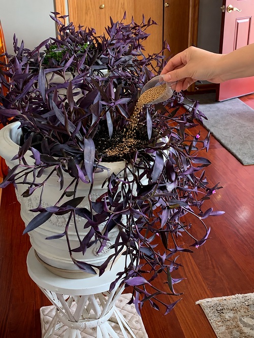 Purple Heart Plant fertilizer