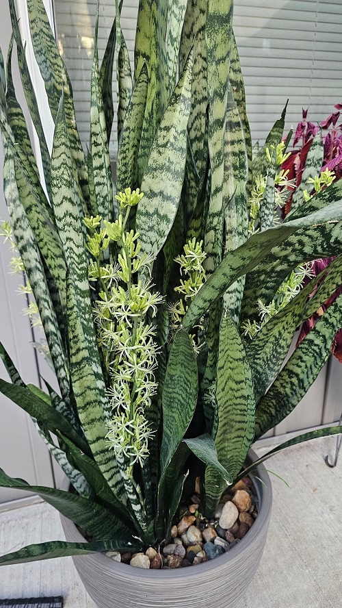 How to Make a Snake Plant Flower
