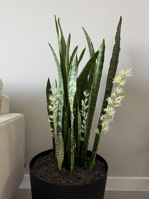 How to Make a Snake Plant Flower 2