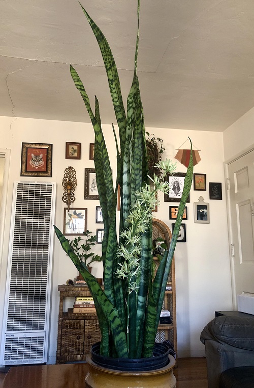 How to Make a Snake Plant Flower 3