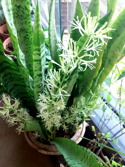 snake plant mature with flower
