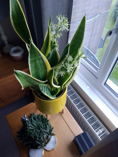 Snake Plant Flower near window