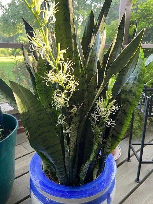 Snake Plant outdoor