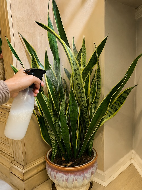 Snake Plant fertilizer