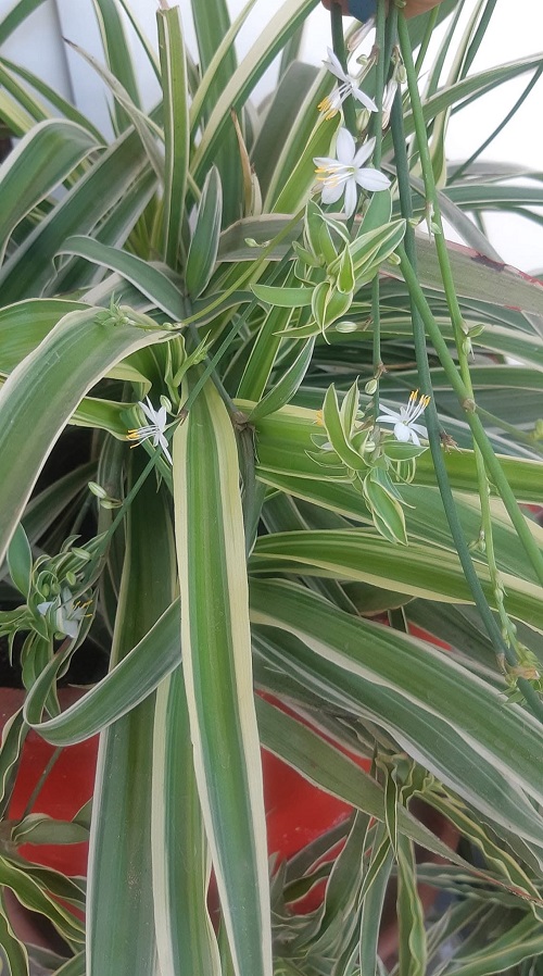 Spider Plant flowering 2