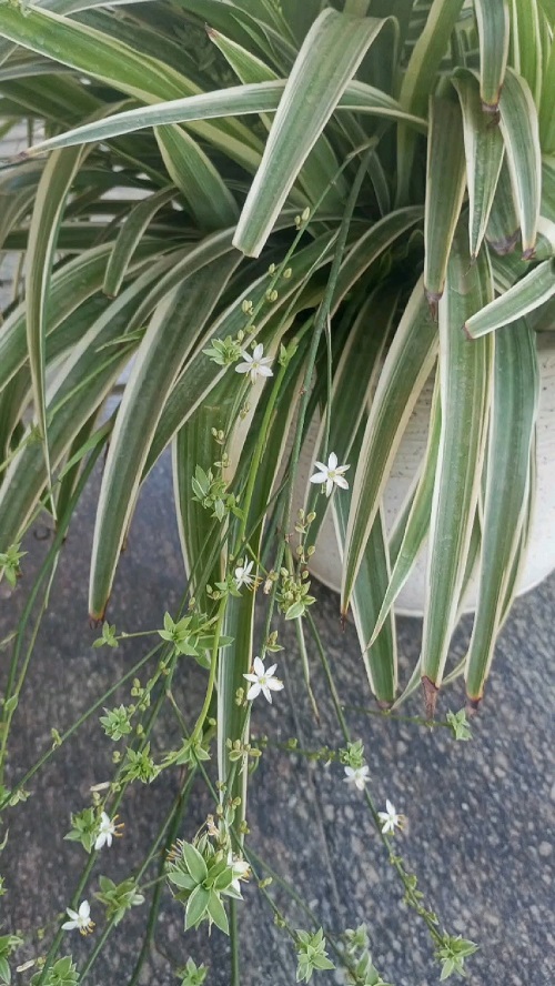 Do Spider Plant Flowers Turn Into Spiderettes? 2