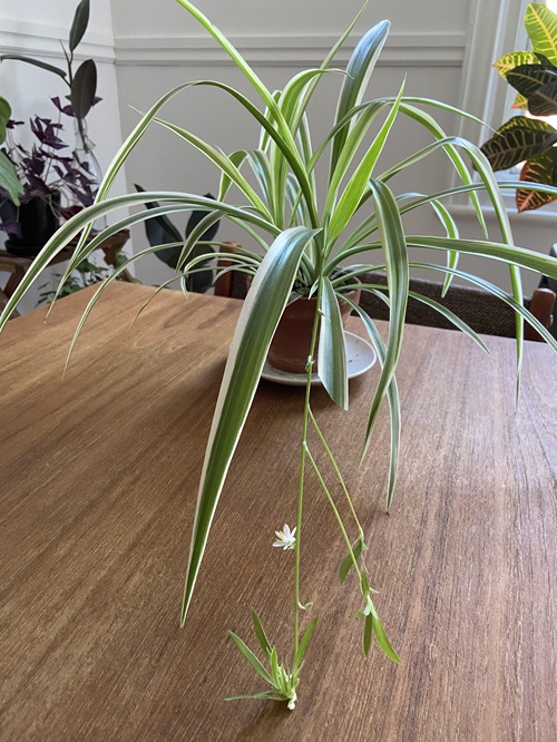 Spider Plant indoor