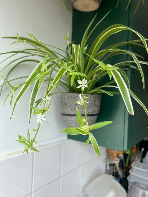 Do Spider Plant Flowers Turn Into Spiderettes? 1