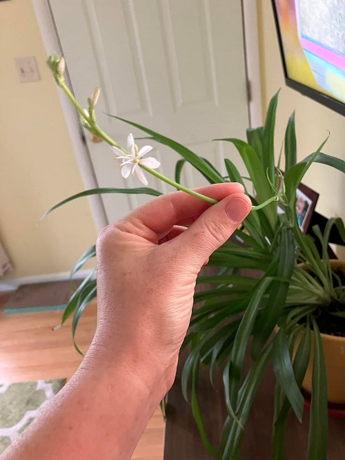 Spider Plant flowering