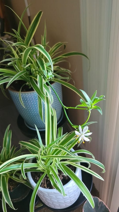 Spider Plant flowering 3