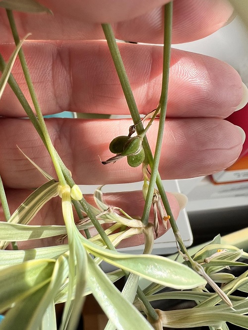 Spider Plant seeds pod