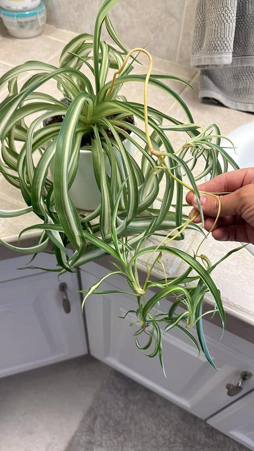 Do Spider Plant Flowers Turn Into Spiderettes? 3