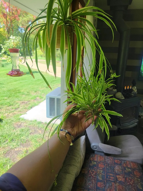 Spider Plant Spiderettes