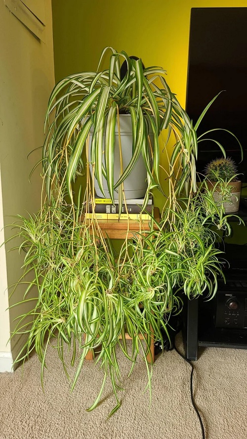 Spider Plant Spiderettes