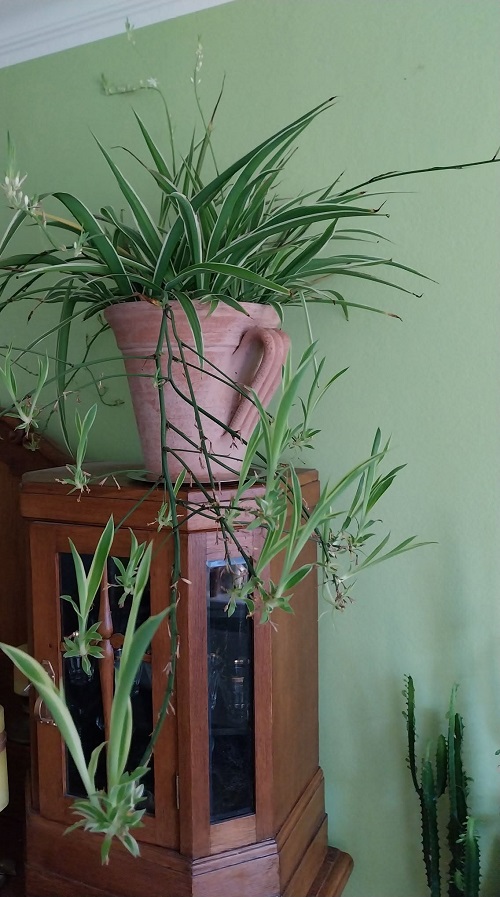 Spider Plant Flowers Turn Into Spiderettes