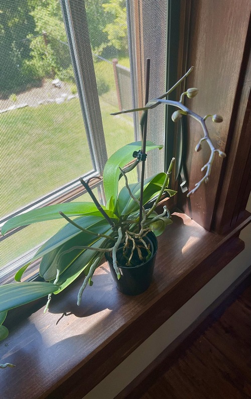 Orchid window