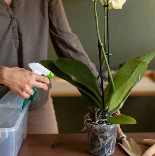 Orchid fertilizer