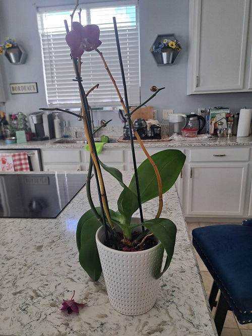 Orchid flower drop