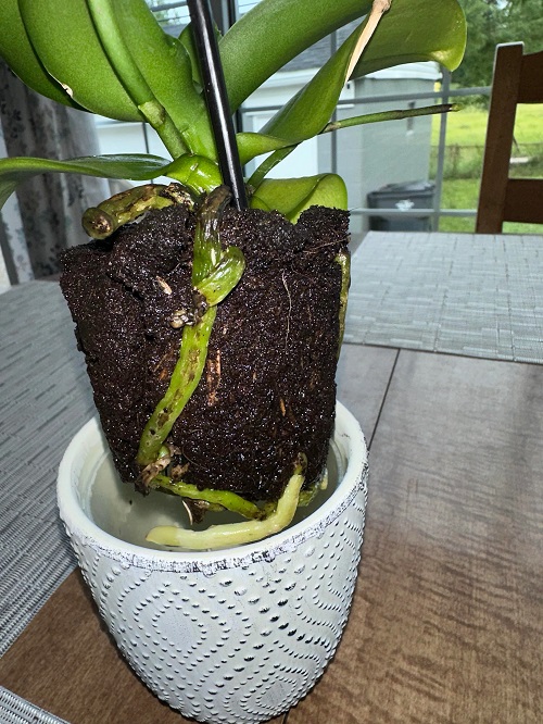 Orchid repotting