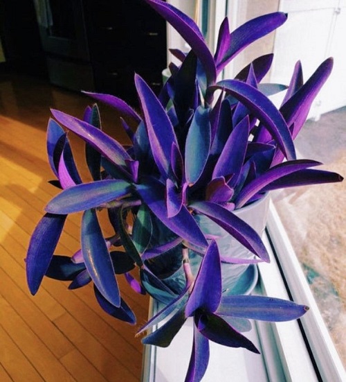 Purple Heart Plant near window