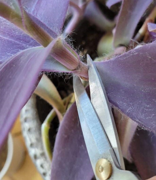 Purple Heart Plant prune