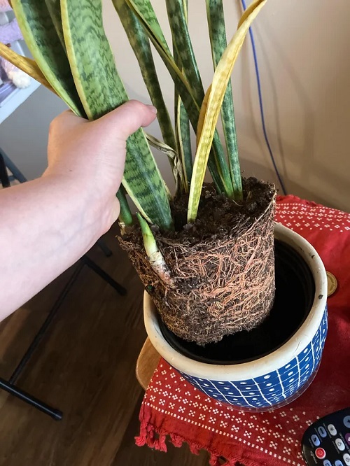 Snake Plant repot