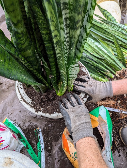 snake-plant-soil
