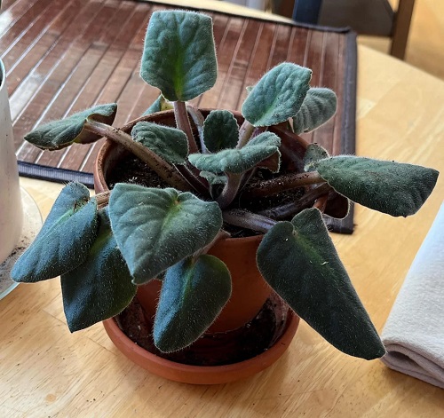Poor Drainage Can Lead to Leaf Curl