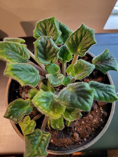 African Violet Leaves Curling: Causes and How to Fix Them 2