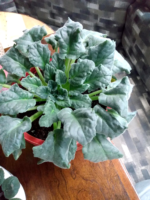 African Violet Leaves Curling: Causes and How to Fix Them 1
