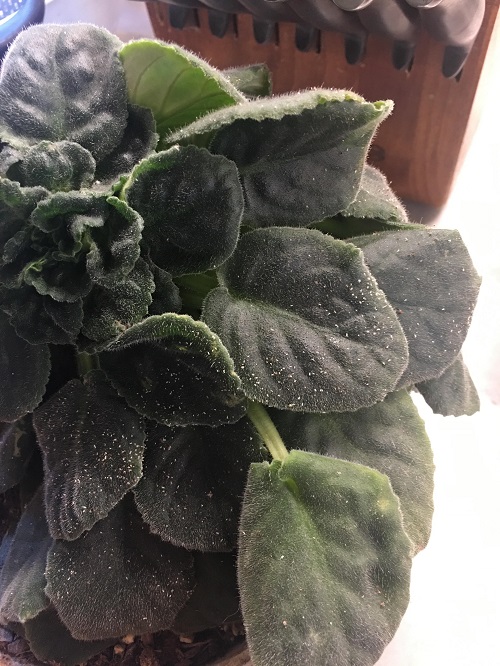 African Violet Mites