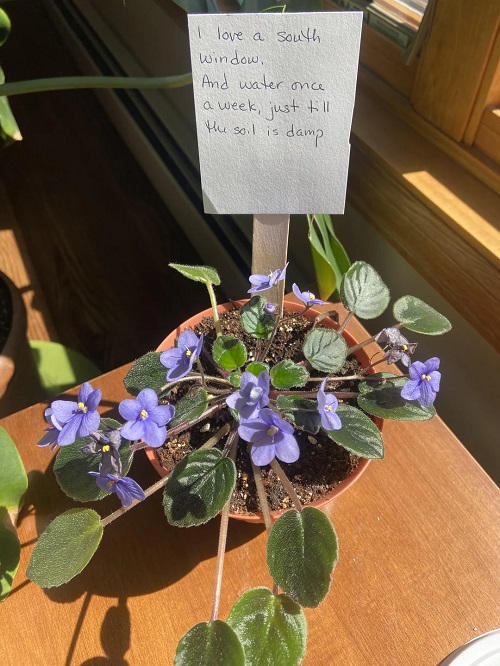African Violet near window