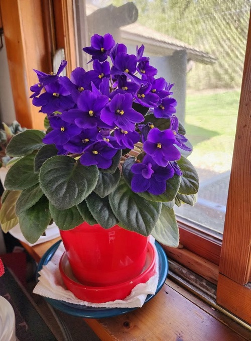 African Violet near window