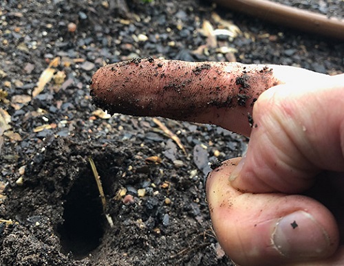 Check the Soil Before You Water
