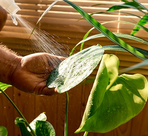 fertilizer indoor plants