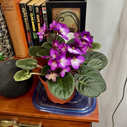 Ways to Style Home With African Violet 1