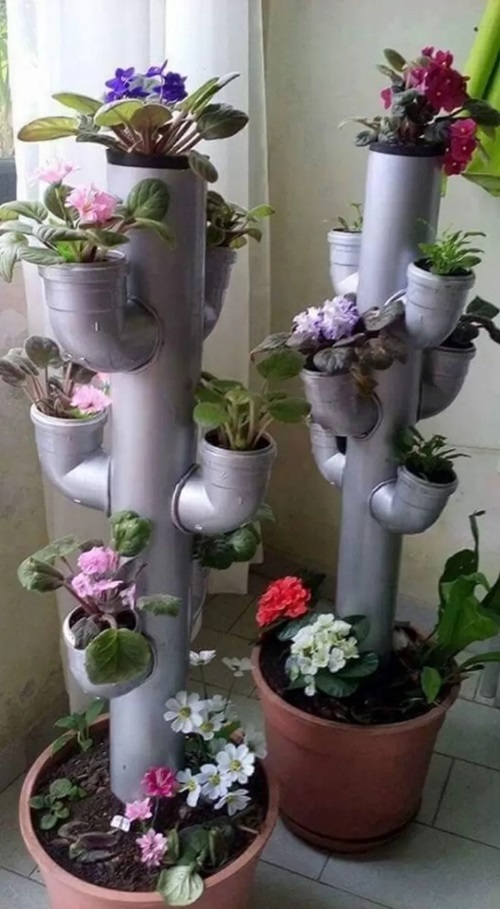 African Violet indoor 5