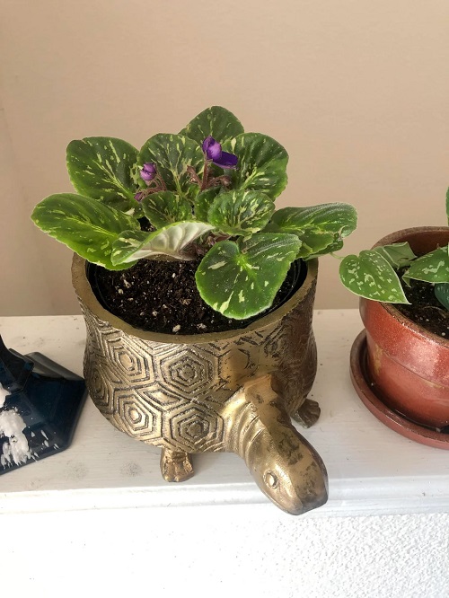 African Violet in bedroom 2