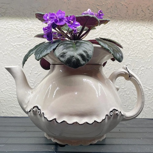 African Violet in bedroom 4