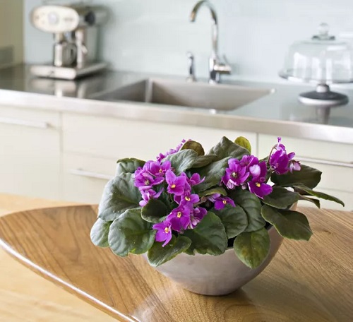 African Violet in bedroom 4