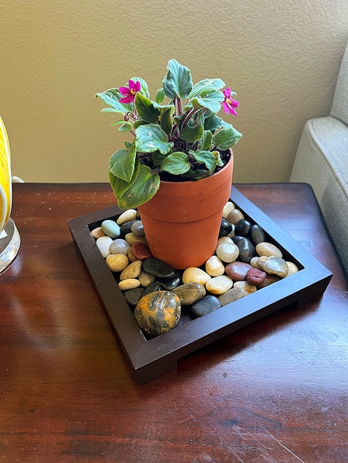 African Violet in home 3