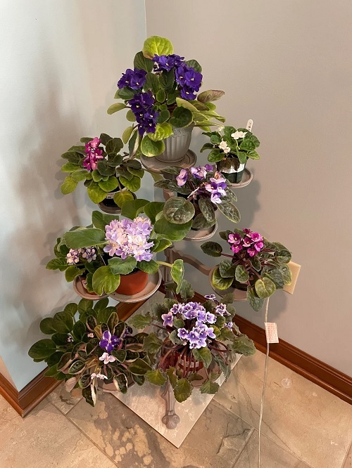 Ways to Style Home With African Violet 2