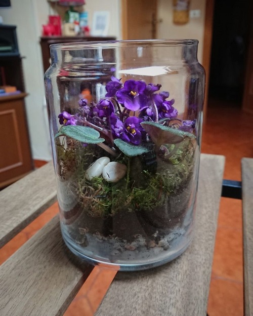 African Violet indoor