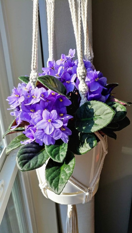 African Violet indoor 2