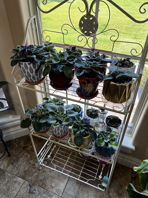 African Violet indoor 3