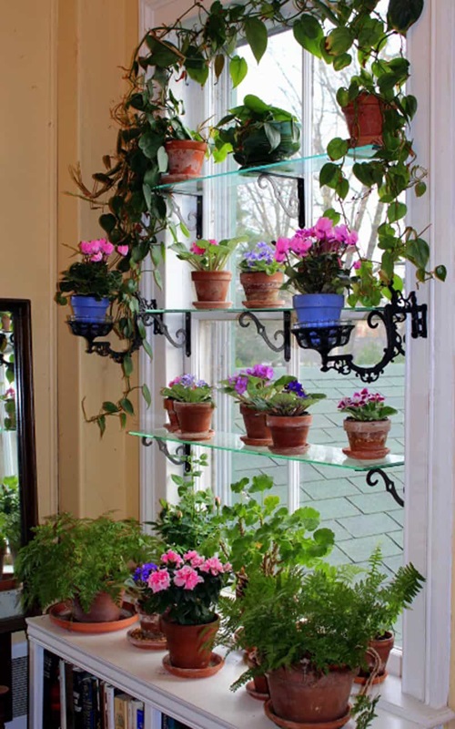 African Violet indoor 4
