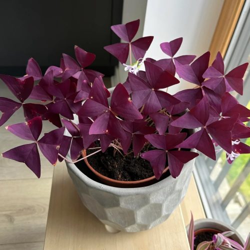 Why Is My Oxalis Not Flowering 7 Things to Check