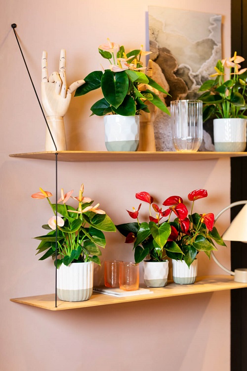 Anthurium