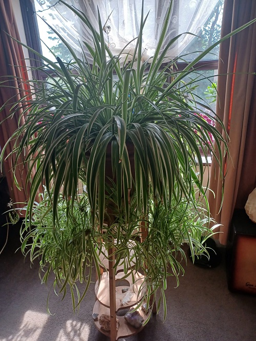 spider plant near window