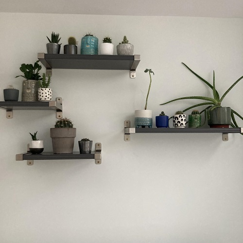 cactus plant on floating shelves